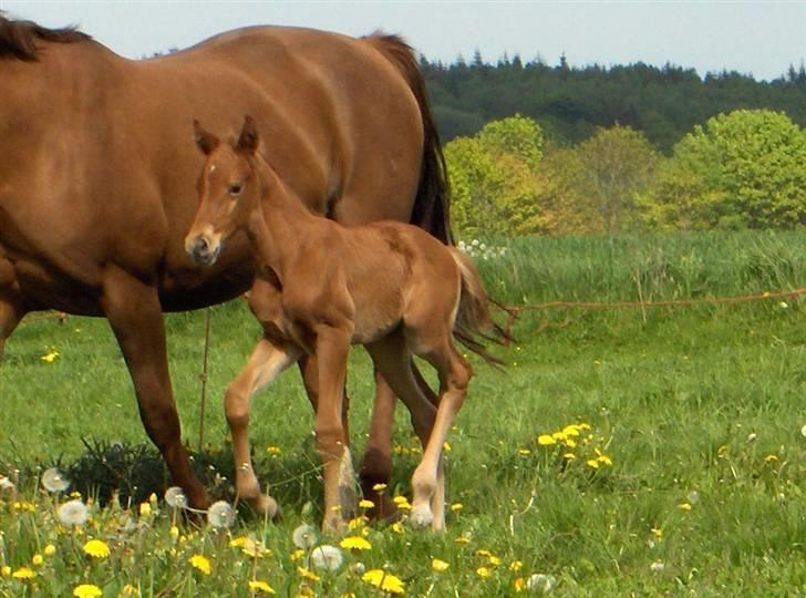 Dansk Varmblod Duelund´s Dirigent billede 11
