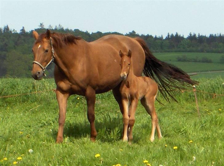 Dansk Varmblod Duelund´s Dirigent billede 12