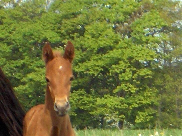 Dansk Varmblod Duelund´s Dirigent billede 14