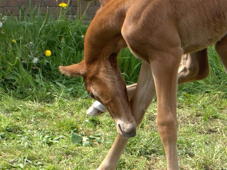 Dansk Varmblod Duelund´s Dirigent billede 15