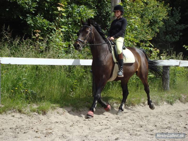 Dansk Varmblod » MAY BLOSSOM ( SOLGT!) billede 12