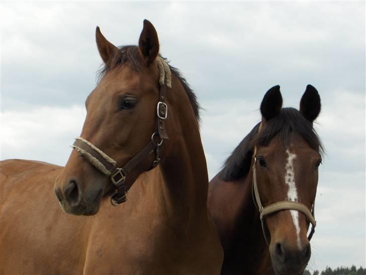 Dansk Varmblod Duelund´s Symfoni billede 20