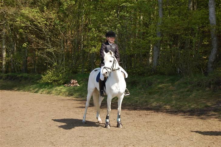 Anden særlig race cirkeline - har redet  billede 1