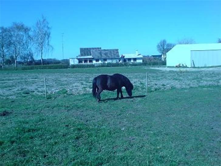 Shetlænder Nickolaj *DØD* billede 14