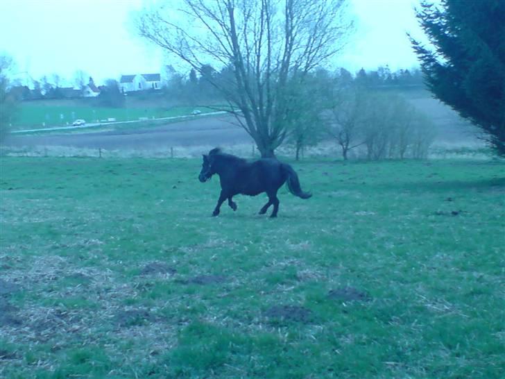 Shetlænder Nickolaj *DØD* billede 15