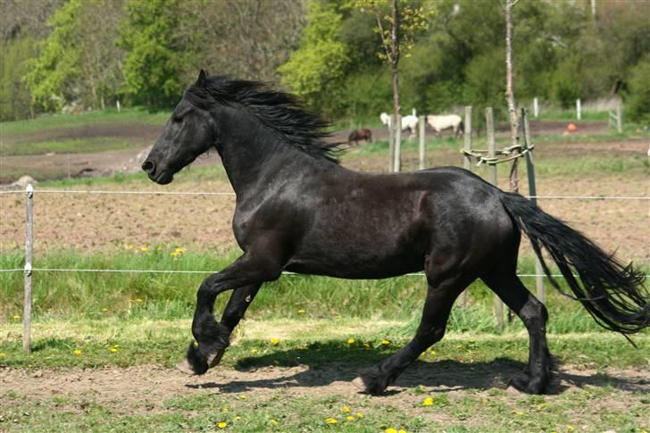 Frieser Nardia - Fotograf: Anne Cecilie Gormsen billede 11