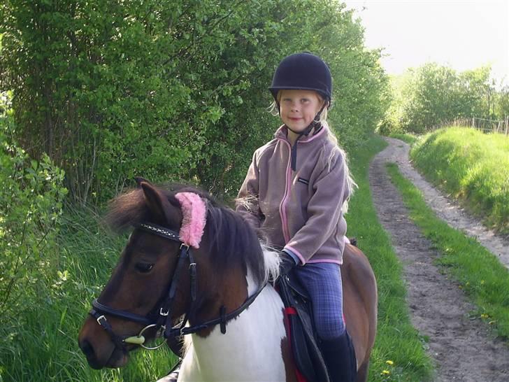 Pinto Tilde billede 2