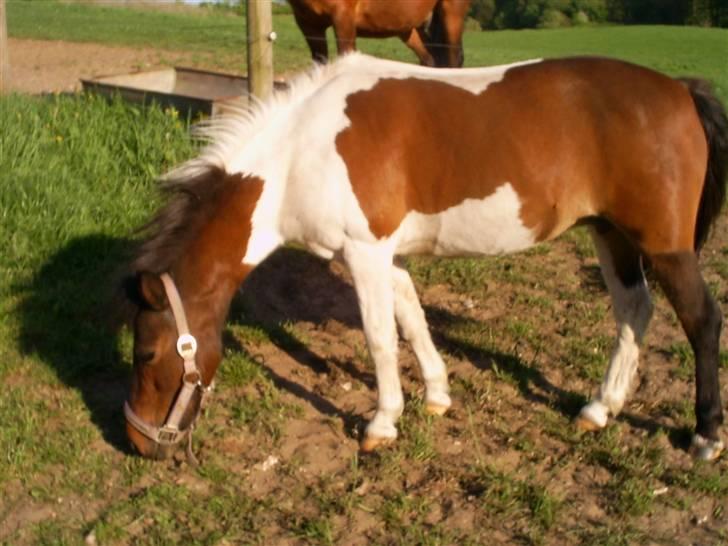 Pinto Tilde billede 3