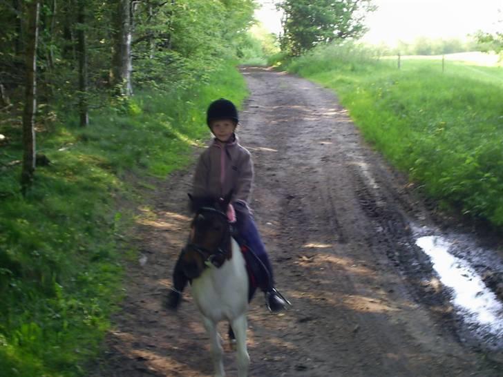 Pinto Tilde billede 4