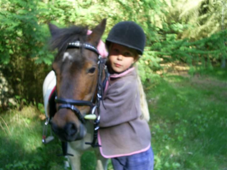 Pinto Tilde billede 5