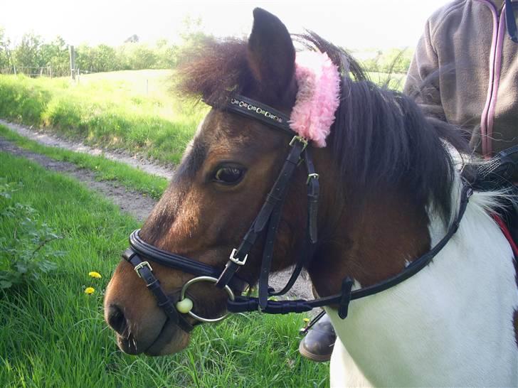 Pinto Tilde billede 6