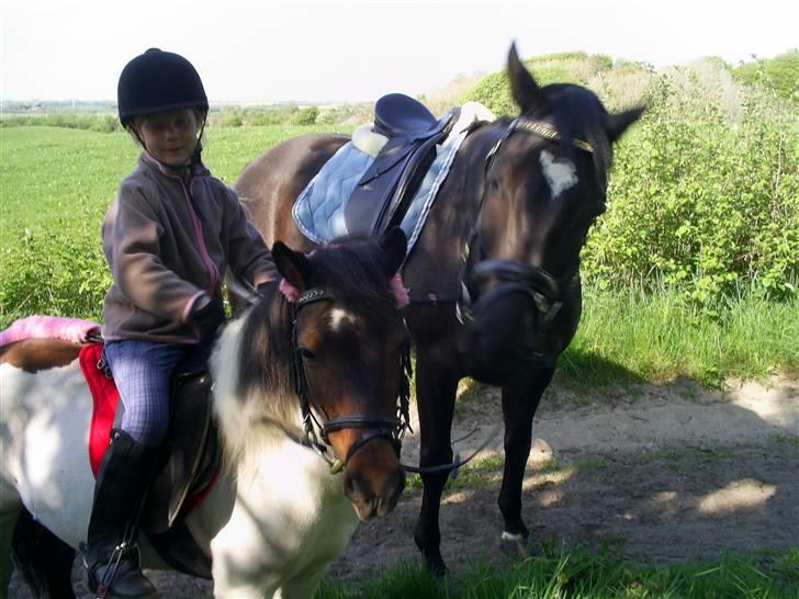 Pinto Tilde billede 7