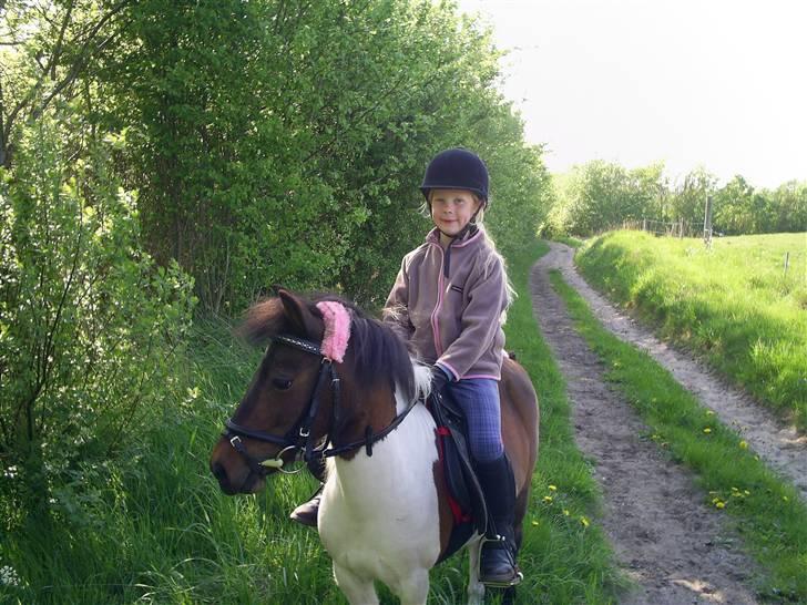 Pinto Tilde billede 8