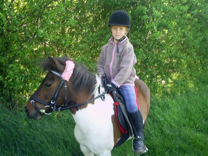 Pinto Tilde billede 9