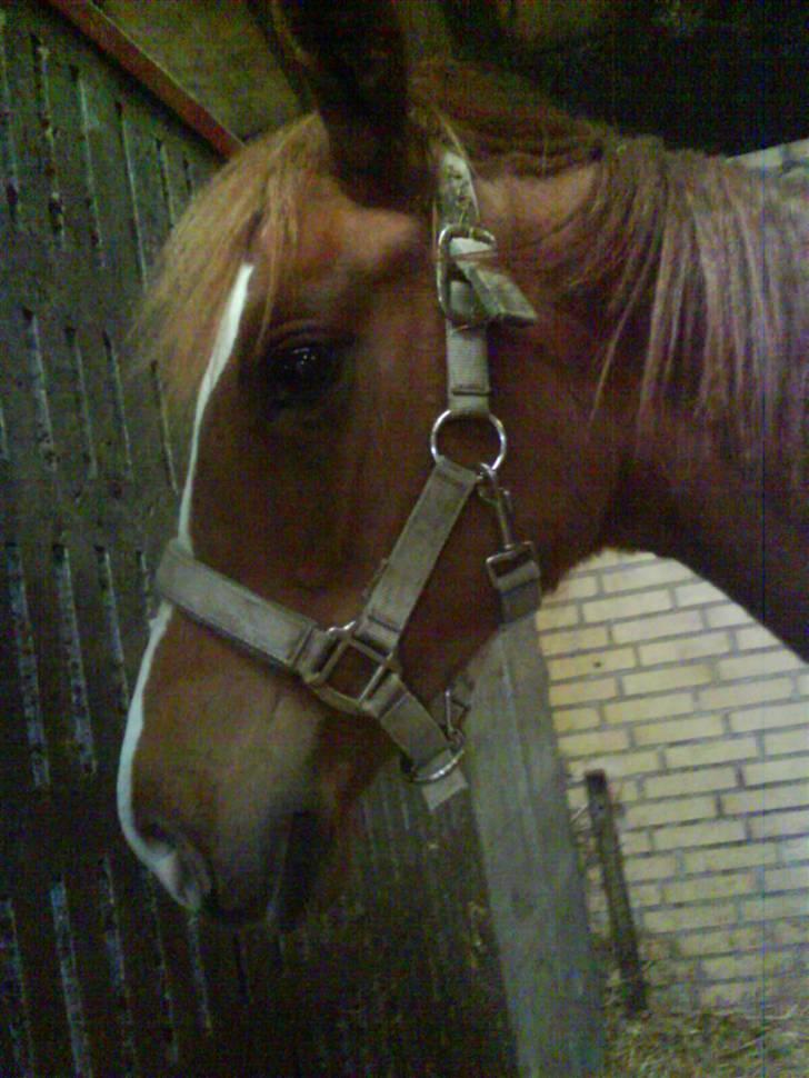 Dansk Varmblod Storåens Sarohna - .. Smukke PIqn billede 3