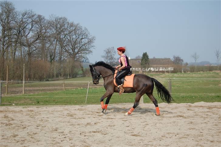 Anden særlig race Prince Charming SOLGT :'( - YEAH!! en okay galop udendøres lykkes!! billede 12