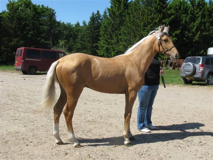 Palomino Kvolsbæk's Diamond Dream  billede 14