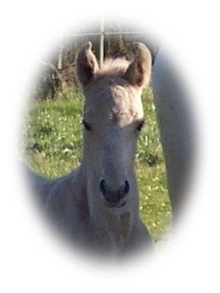 Palomino Kvolsbæk's Diamond Dream  billede 6