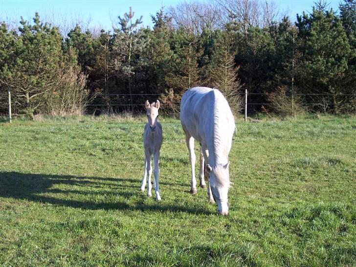 Palomino Kvolsbæk's Diamond Dream  billede 7