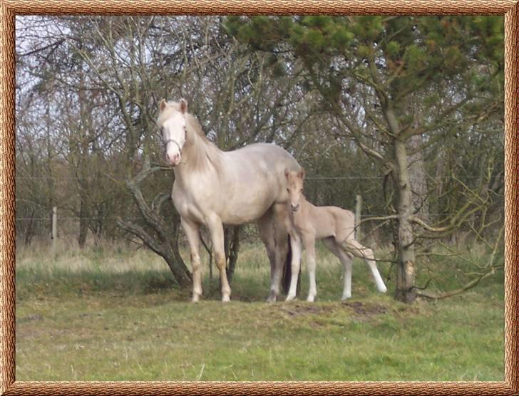 Palomino Kvolsbæk's Diamond Dream  billede 8