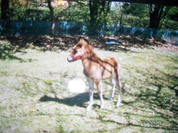 Anden særlig race Fleur - Fleur som føl billede 13