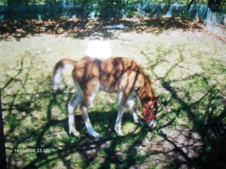 Anden særlig race Fleur - Fleur som føl billede 14