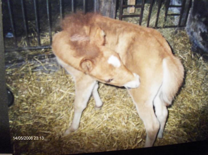 Anden særlig race Fleur - Ihh hvor det klør:-) Fleur som føl billede 15