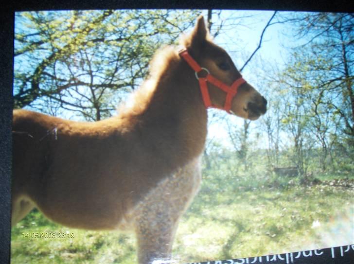 Anden særlig race Fleur - Fleur som føl. Køn var hun som føl:-) billede 16