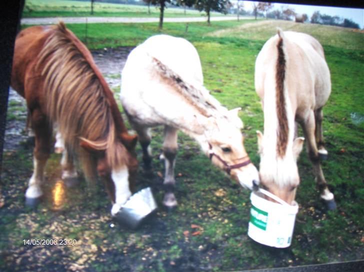Fjordhest Skovvejens Andrea - Andrea t.h. med hendes føl for 5 år siden, Don Diego, og min lillebrors nuafdøde pony August billede 11
