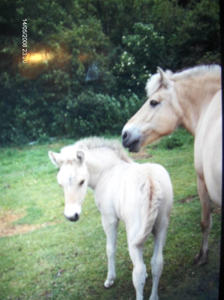 Fjordhest Skovvejens Andrea - Andrea og Don Diego, føl for 5 år siden billede 12