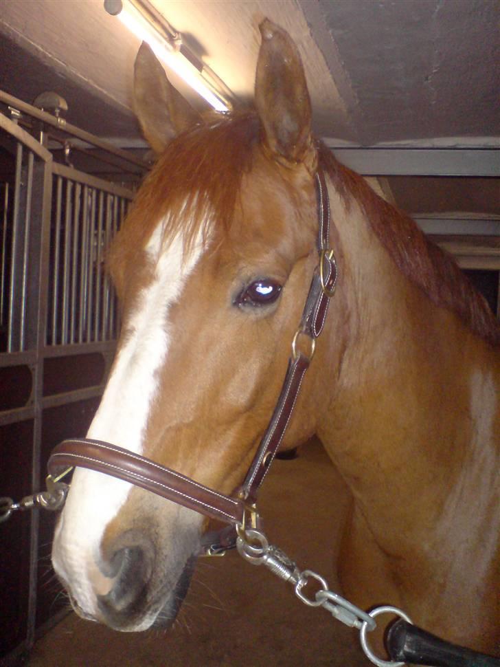 DSP Oscar - er han ikke dejlig billede 1