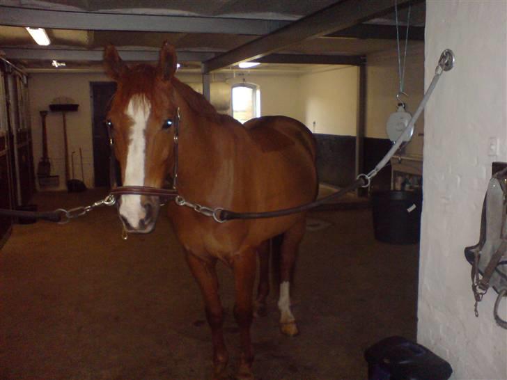 DSP Oscar - Han er bare dejligt at have med at gøre i stalden billede 3