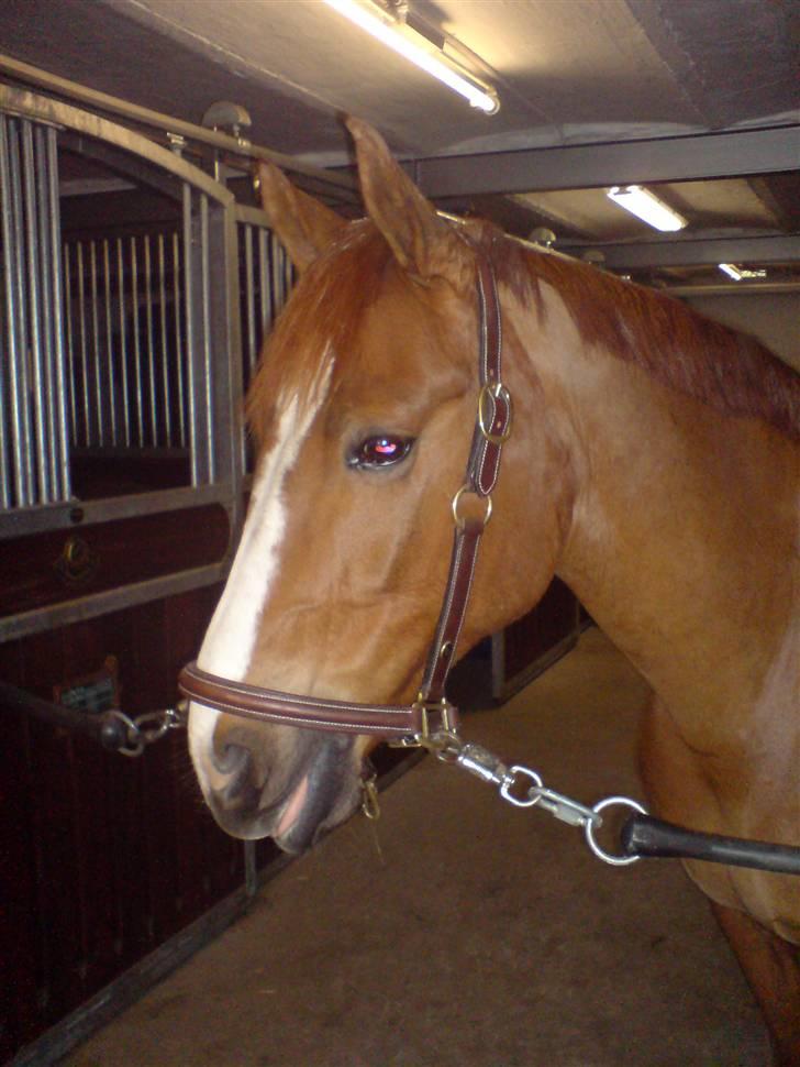 DSP Oscar - han har et rigitig dejlig hoved billede 5