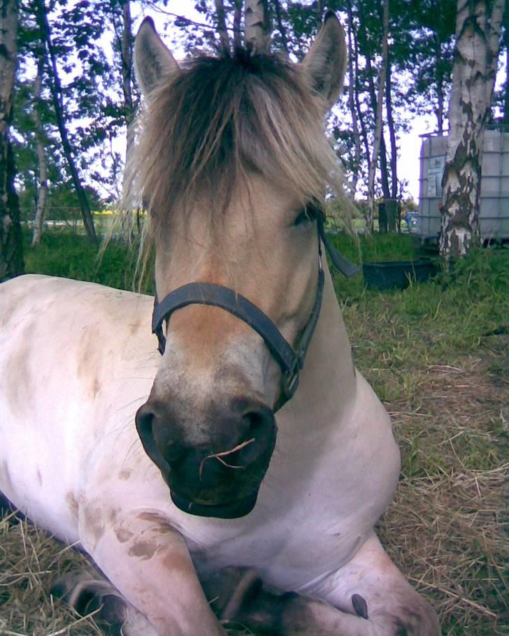Fjordhest Fea Strødam  - Jeg skal lige ha´ en lille lur maj 08 inden rideturen billede 19