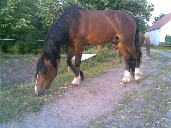 Welsh Cob (sec D) Bjerregårds Valentino  billede 1