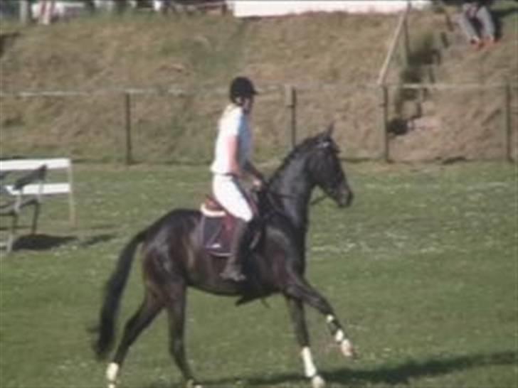 Dansk Varmblod Mei *Solgt* billede 9