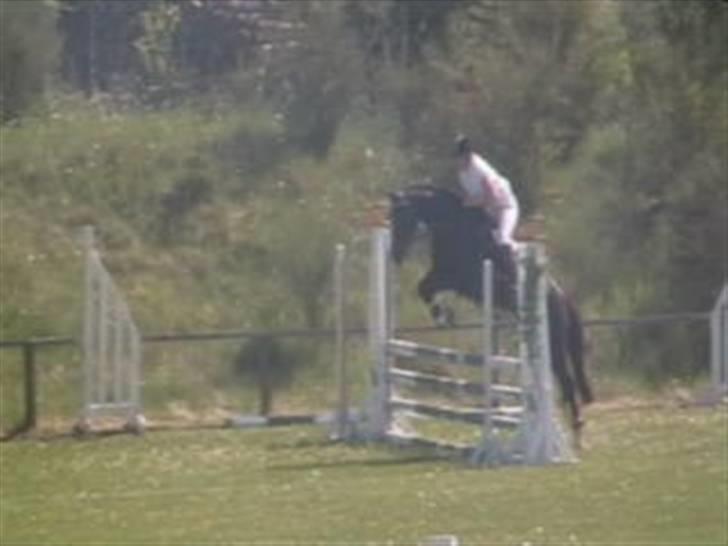 Dansk Varmblod Mei *Solgt* billede 10