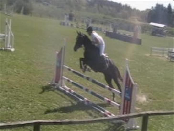 Dansk Varmblod Mei *Solgt* - Farstrup billede 11