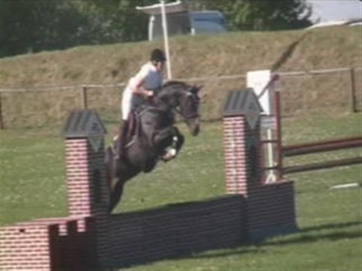 Dansk Varmblod Mei *Solgt* - Igen billede 12