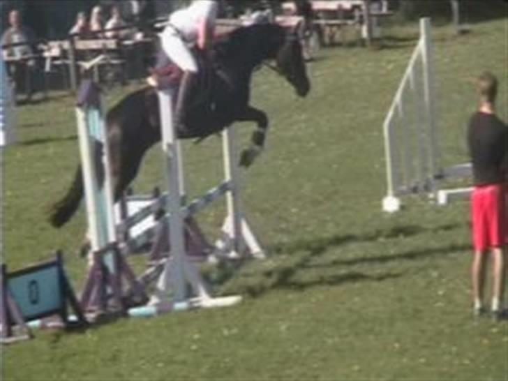 Dansk Varmblod Mei *Solgt* - Igen billede 13