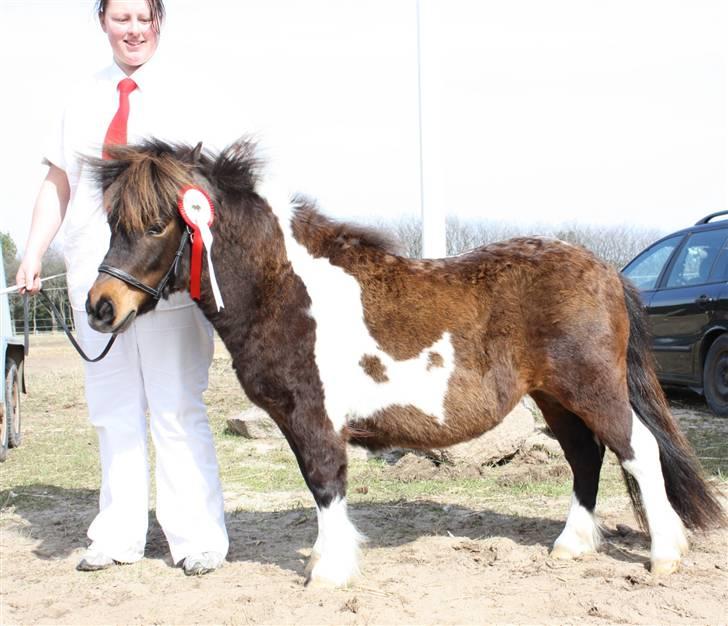 Shetlænder Ejstrups Annimace - Plagskue på vestbirk rideskole.. Foto : Jessica fra stutteri Stald Haven ;) billede 17