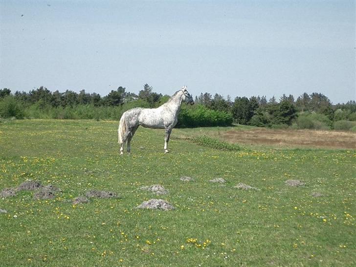 Dansk Varmblod Litana billede 6