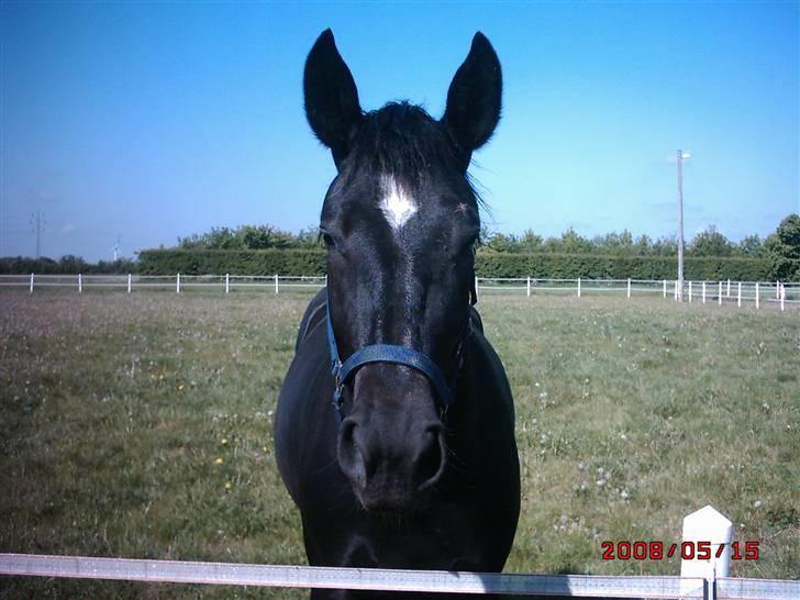 Schweres Warmblut Linde - Lige stået op fra formiddags lur billede 8