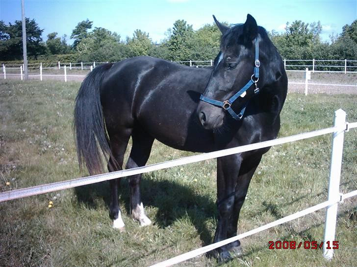 Schweres Warmblut Linde billede 9