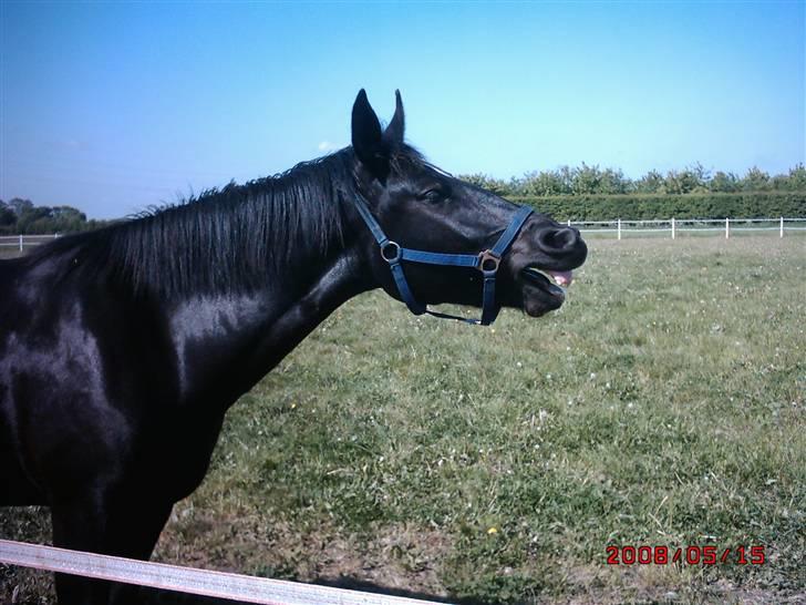 Schweres Warmblut Linde billede 12