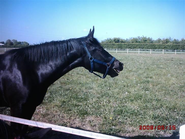 Schweres Warmblut Linde billede 13