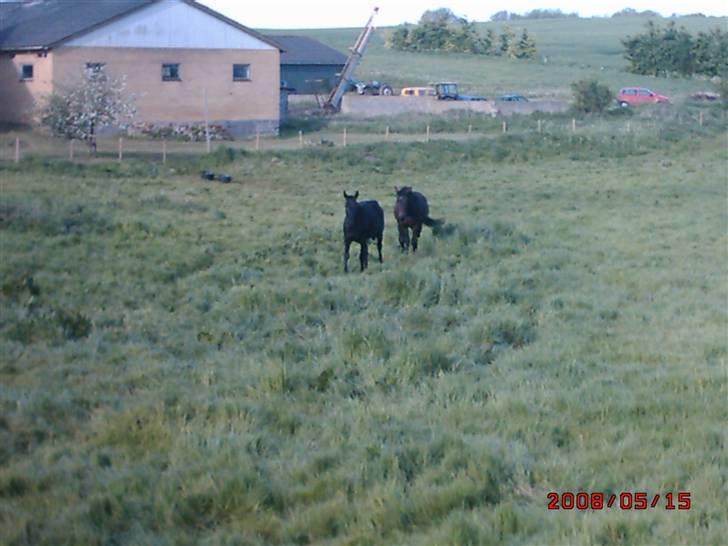 Schweres Warmblut Sophie billede 8