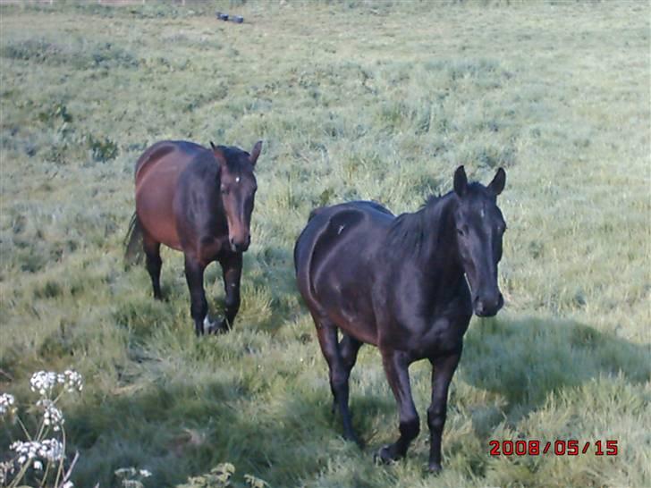 Schweres Warmblut Sophie - Jeg er lige bag dig..... billede 9