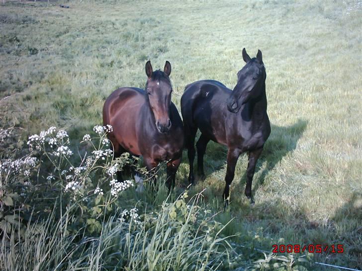 Schweres Warmblut Sophie - er vi ikke bare dejlige ;-) billede 10