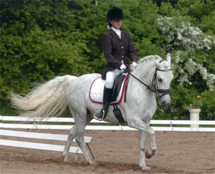 Welsh Pony (sec B) Lindveds Hesper - På Morsø, red LA4 til 63,75%  billede 2